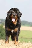 DOGUE DU TIBET 011